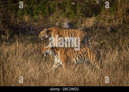 madre tigre con il suo cucciolo nella preda selvaggia di stalking nella zona di dhikala del parco nazionale di jim corbett, uttarakhand, india - panthera tigris Foto Stock