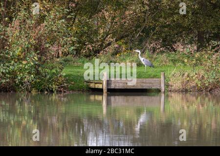 Heron grigio [ Ardea cinerea ] camminando accanto al laghetto commerciale di pesca Foto Stock