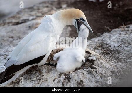 Gannet austro-asiatico adulto che alimenta il suo pulcino sul nido, all'ultima luce del giorno nella colonia di Muriwai, Nuova Zelanda Foto Stock