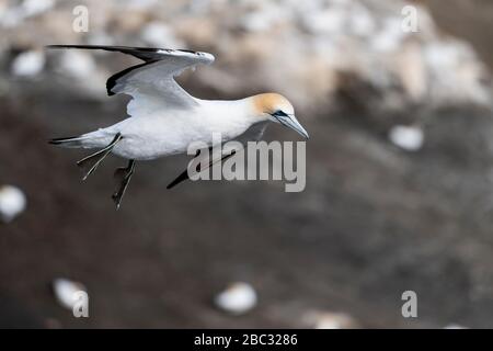 Bella immagine del gannet australasiano che si prepara ad atterrare al suo nido sulla colonia di gannet Muriwai, Nuova Zelanda. I piedi a quattro zampe sono grigio scuro Foto Stock