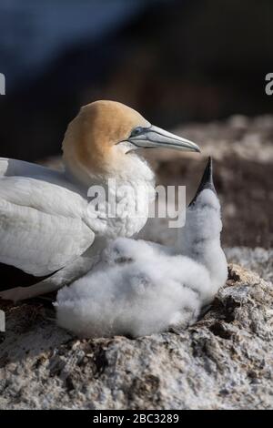 gannet australasiano pronto a nutrire il suo cazzo sul nido, all'ultima luce del giorno nella colonia di Muriwai, Nuova Zelanda Foto Stock