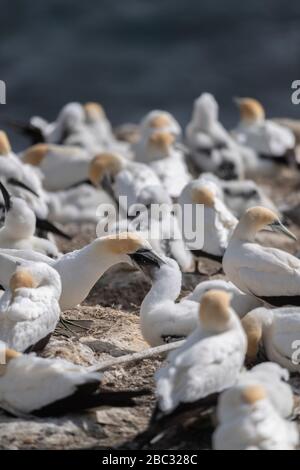 Gannet austro-asiatico adulto che alimenta il suo pulcino sul nido, all'ultima luce del giorno nella colonia di Muriwai, Nuova Zelanda Foto Stock