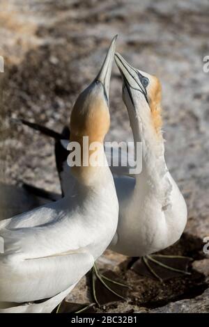 Comportamento di corteggiamento tra i gannetti australiani adulti sul loro nido alla colonia di Muriwai in Nuova Zelanda Foto Stock