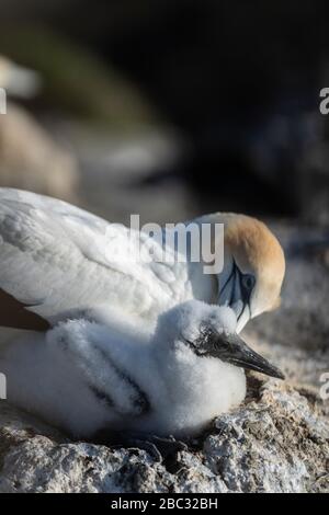 Gannet australasiano adulto con bambini sul nido alla colonia di gannet di Muriwai in Nuova Zelanda Foto Stock