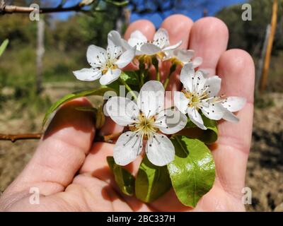 Mano d'uomo con fiori di frutta di pera primaverile, vista dettagliata del pistil di closeup, natura Foto Stock