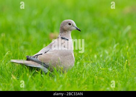 Collato dove [ Streptopelia decaocto ] sul prato Foto Stock