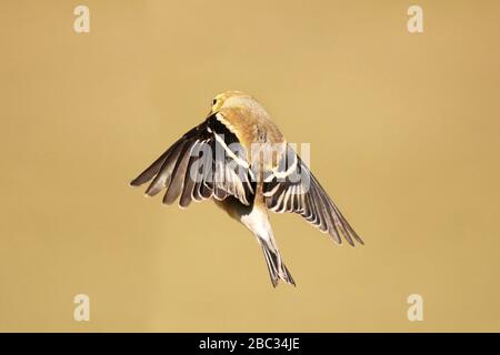 Goldfinch maschi che molavano i colori invernali per volare in primavera Foto Stock