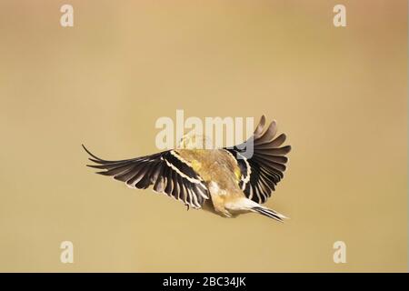 Goldfinch maschi che molavano i colori invernali per volare in primavera Foto Stock