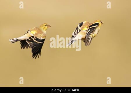 Goldfinch maschi che molavano i colori invernali per volare in primavera Foto Stock
