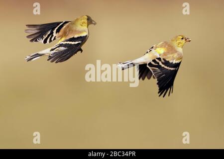 Goldfinch maschi che molavano i colori invernali per volare in primavera Foto Stock
