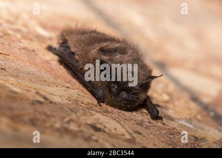 Un po 'di marrone Bat Foto Stock