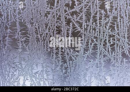 Cristalli di gelo che crescono su un vetro della finestra dopo una notte frigid, Michigan centrale, Stati Uniti Foto Stock