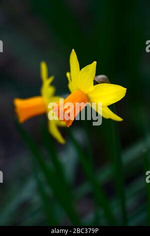 narcissus ciclamineus jetfire, giallo daffodil, narcodils, trombe arancioni, tromba arancione, giardino, giardini, RM Floral Foto Stock