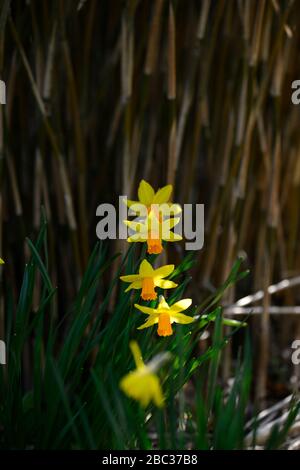 narcissus ciclamineus jetfire, giallo daffodil, narcodils, trombe arancioni, tromba arancione, giardino, giardini, RM Floral Foto Stock