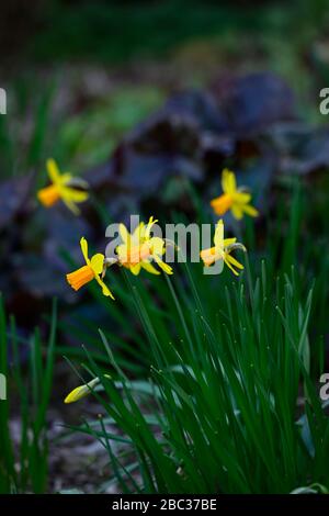 narcissus ciclamineus jetfire, giallo daffodil, narcodils, trombe arancioni, tromba arancione, giardino, giardini, RM Floral Foto Stock