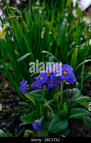 Primula polyanthus,blue giallo arancio occhio,primrose,primule,Barnhaven Polyanthus,fiori,fiore,fioritura,primavera, RM Floral Foto Stock