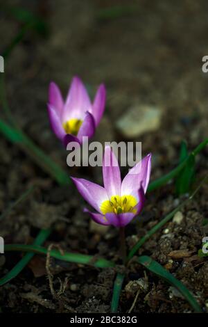 Tulipa humilis var violacea,tulipano di specie,tulipani,tulipano in miniatura,fiori,fioritura,giardino di primavera,RM Floral Foto Stock