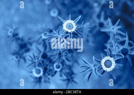 Fiore di colore blu alla moda. Concetto di colore dell'anno, blu classico Foto Stock