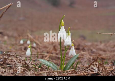 Il Caucasico (Galanthus Caucasicus) è una rara specie endemica dell'Azerbaigian e del Caucaso. Foto Stock