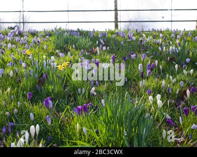 Un campo di croci viola e bianchi con una manciata di narcisi che emergono dal suolo quando la primavera si avvicina al Regno Unito. Fiori sul pendio Foto Stock