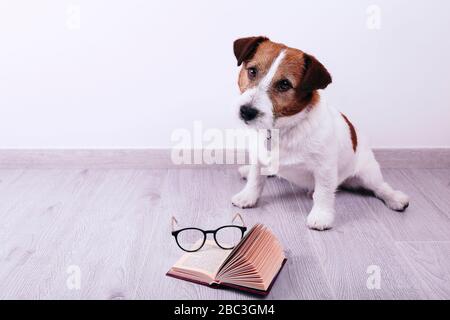 Libro di lettura Smart Dog. Jack Rassell Dog. Foto Stock