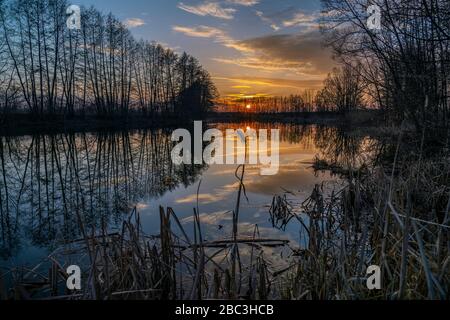 Bellissimo paesaggio sul fiume sovracresciuto con canne e alberi durante il tramonto in primavera. Foto Stock