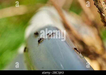 Formiche nere comuni che strisano sopra un vaso di piantaggio del giardino. Foto Stock