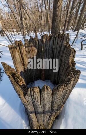 Vecchio e vuoto albero moncone alla riserva naturale di Bundy Hill in Isabella Country, Michigan, Stati Uniti Foto Stock