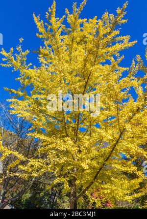 Ginkgo Tree in autunno colore a Marietta, Georgia. Foto Stock