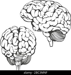 collezione di cervelli, anatomia umana, cartoni animati a icone disegnati a mano disegno di illustrazione vettoriale Illustrazione Vettoriale