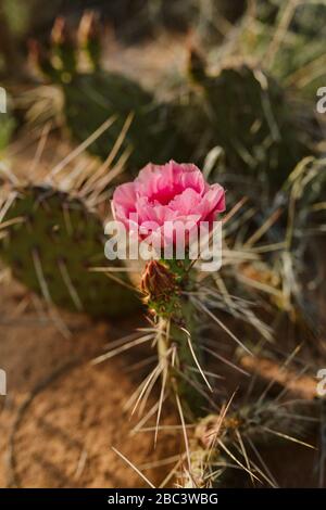 una singola tazza di claret rosa fiore cactus fiorisce nel deserto dello utah Foto Stock
