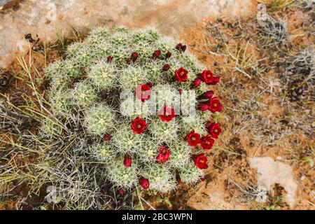 fiori rossi grappolo di cactus di tazza di claret sparato dall'alto nel deserto dello utah Foto Stock