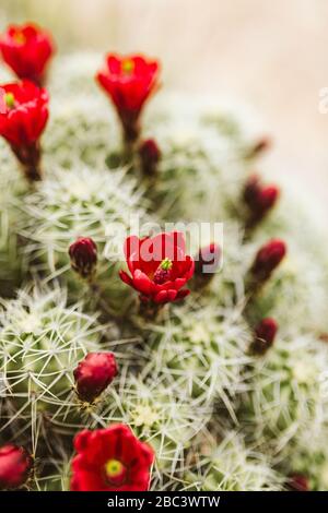 fiori rossi singoli su una tazza di clareto cactus fiorisce al crepuscolo del deserto Foto Stock