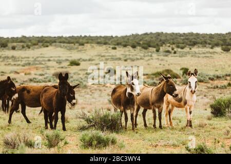 Asini selvatici del mandria di Sinbad pascolano sulla terra BLM dei deserti dello Utah Foto Stock