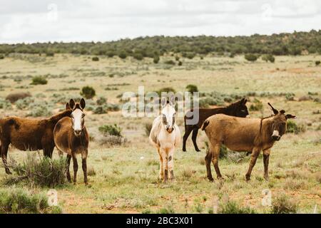 Il gregge di burros selvaggi di Sinbad al San Rafael si è rigonfiato nel deserto dello Utah Foto Stock