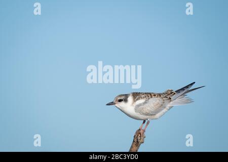 I bambini di Tern sussurrato (Chlidonias hybrida) appollaiati sul ramo. Nemunas Delta. Lituania. Foto Stock