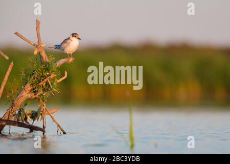 I bambini di Tern sussurrato (Chlidonias hybrida) appollaiati sul ramo. Nemunas Delta. Lituania. Foto Stock