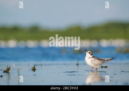 I bambini di Tern sussurrato (Chlidonias hybrida) in attesa di cibo. Nemunas Delta. Lituania. Foto Stock