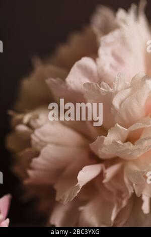 Primo piano di fiore di peonia rosa pallido Foto Stock