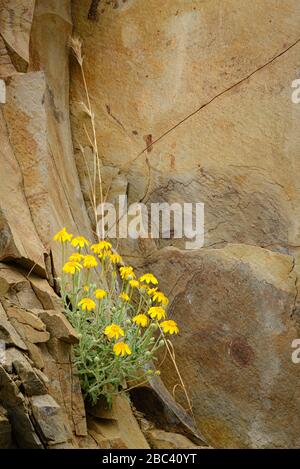 Oregon Sunshine wildflower crescere su roccia di basalto scogliera di lava lungo il fiume John Day a Cottonwood Canyon state Park, nel centro settentrionale dell'Oregon. Foto Stock