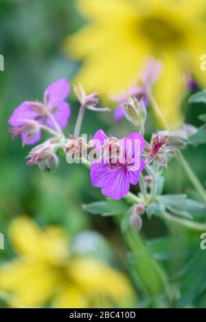 Fiori selvatici (Sticky Geranium e Helianthella) a Lamar Valley, Yellowstone National Park, Wyoming. Foto Stock