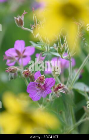 Fiori selvatici (Sticky Geranium e Helianthella) a Lamar Valley, Yellowstone National Park, Wyoming. Foto Stock