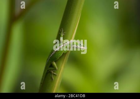 Anole Lizard verde (Anolis carolinensis). Nativo del sud-est degli Stati Uniti, e ampiamente instroduced in altre zone del mondo. Comune nell'Isla Hawaiiana Foto Stock