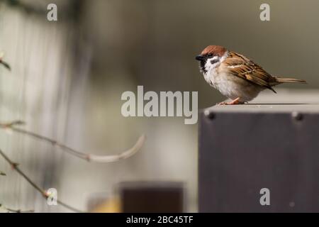 Un passero eurasiatico (Passer montanus) in un giardino a Tsuruma, Kanagawa, Giappone Foto Stock