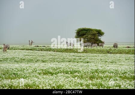 Un gruppo di zebre e un eccezionale albero di acacia circondato da erba bianca fiorita con la pioggia che si avvicina alla pianura Olduvai vicino Serengeti Foto Stock