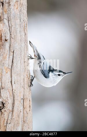 Nuthatch bianco-breasted (Sitta carolinensis).Eastern USA, di Dominique Braud/Dembinsky Photo Assoc Foto Stock