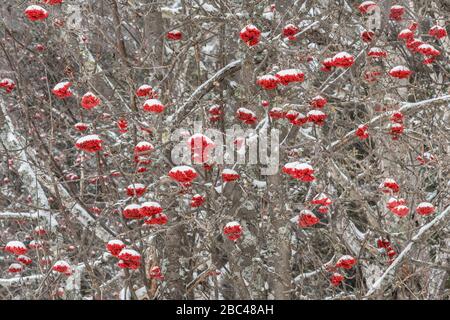 American Mountain Ash Tree con frutti di bosco, inverno, Minnesota, USA, di Dominique Braud/Dembinsky Photo Assoc Foto Stock