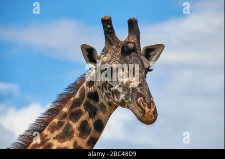 Primo piano di una giraffa, lo stemma della Tanzania Foto Stock