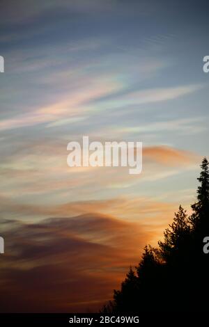 Nubi nubi di Nacreous al mattino su silhouette foresta. Foto Stock