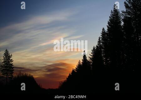 Nubi nubi di Nacreous al mattino su silhouette foresta. Foto Stock